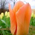 Apricot Emperor #kwiaty #tulipany