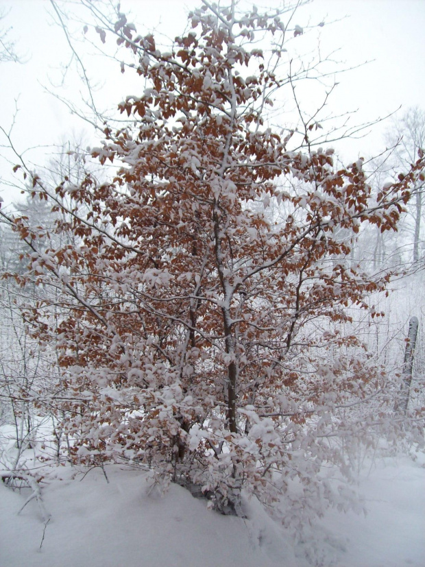 Jesienne drzewko w zimowym ubranku :)
