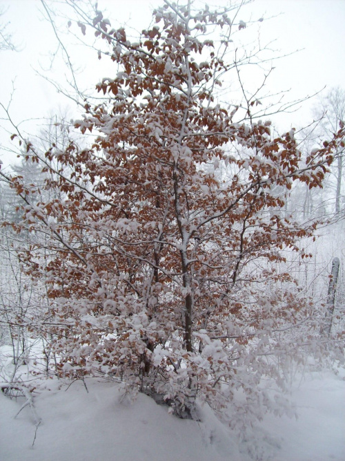 Jesienne drzewko w zimowym ubranku :)