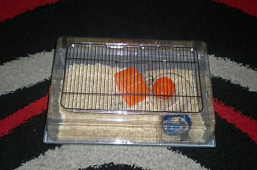 #Alex #klatka #gryzonie #zoo #myszy