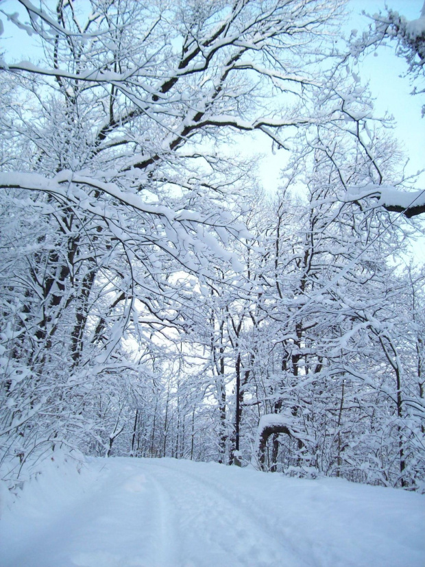Droga którą idę.... #zima #śnieg #widok #droga #drzewa