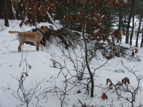 #las #spacer #labrador