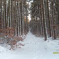 Zima w gdyńskim lesie