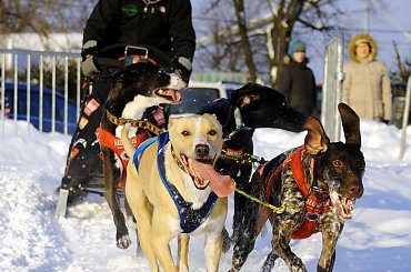 Trening klubu zaprzęgowego Amberdog. Stadion CKiS Pruszcz Gdański. #PsieZaprzęgi #CkisPruszczGdański #PsyZaprzęgowe #IgorTracz #OlgierdTracz #traczer