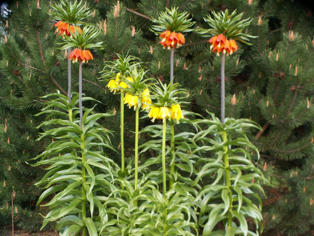 Fritillaria :żołta "Lutea' pomarańczowa "Aurora"