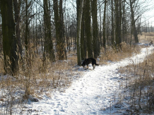 na zimowym spacerku :))) #pies #psy #zwierzęta #przyroda #zima