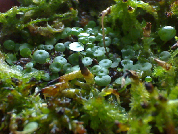 Utricularia pubescens 'sera araca' Brazylia