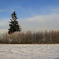 samotne drzewo wśród bieli zimy #WzgórzaDylewskieII