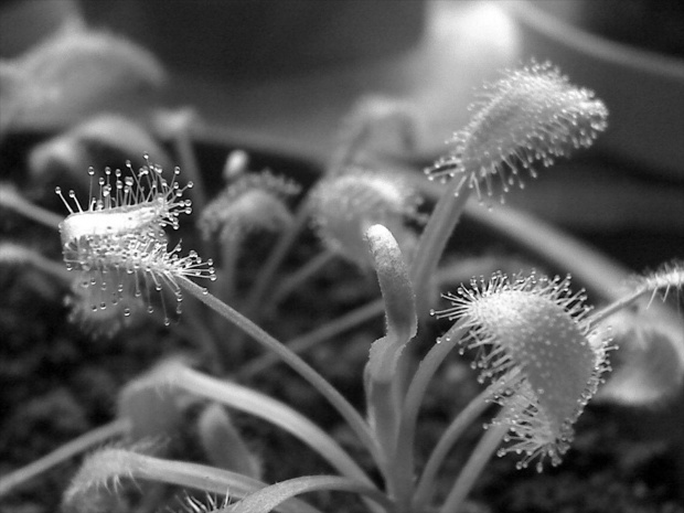 Drosera capensis