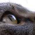 Kot :-) #Kot #natura #oko #wzrok #zwierzę #wiara #nadzieja