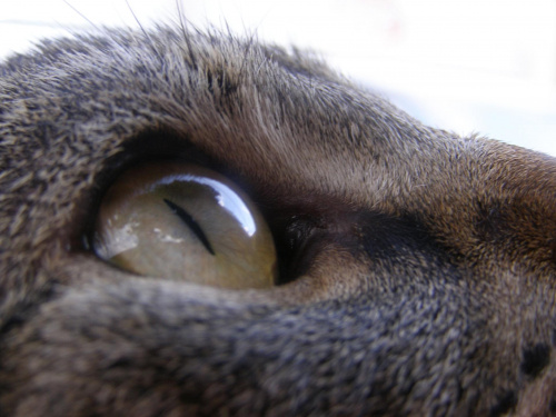 Kot :-) #Kot #natura #oko #wzrok #zwierzę #wiara #nadzieja