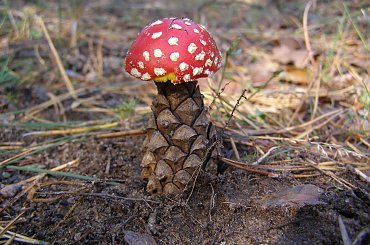 Grzyb.... xD #Szyszka #grzyb #muchomor #las #runo