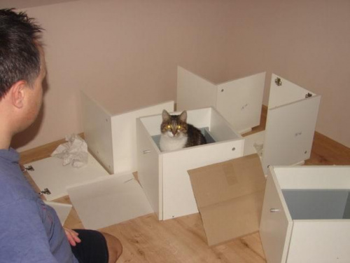 grudzień 2010 - wszyscy pomagają w składaniu mebli, wszyscy - kot też ...