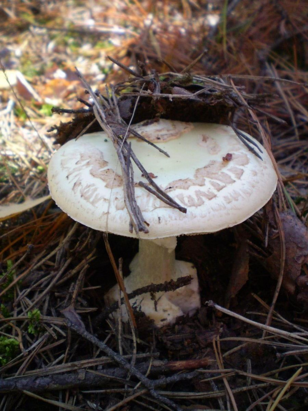 Muchomor cytrynowy - Amanita citrina . Data : 05.10.2008. Miejscowość : Piaski Wielkopolskie .