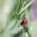 Biedroneczki są w kropeczki #MAKRO #przyroda #Owady #Łąka