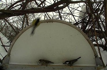 Ciekawe, czy ziarno jest.... #Karmniki