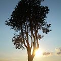w szczerym polu #sosna #drzewo #zachód #słońce