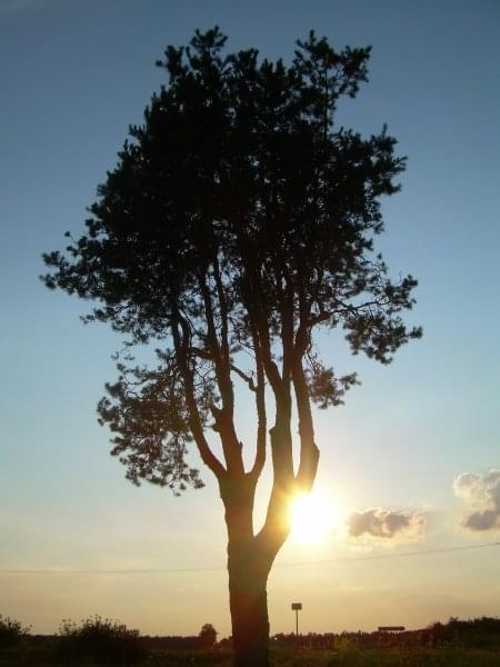 w szczerym polu #sosna #drzewo #zachód #słońce