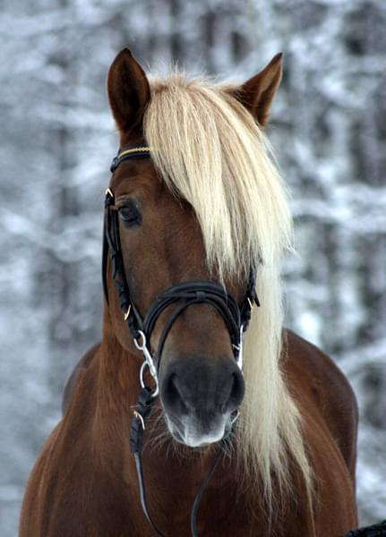 piękny konik