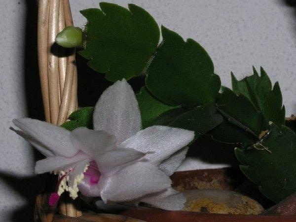 Schlumbergera truncata