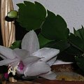 Schlumbergera truncata