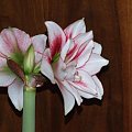 odmiana 'Elvas' - 18 stycznia 2009 #Hippeastrum #Elvas #hydroponika #amarylis