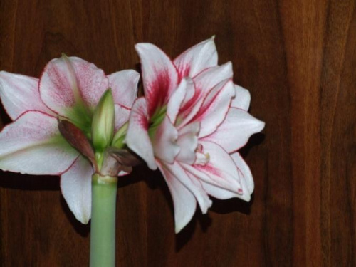 odmiana 'Elvas' - 18 stycznia 2009 #Hippeastrum #Elvas #hydroponika #amarylis