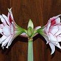 odmiana 'Elvas' - 18 stycznia 2009 #Hippeastrum #Elvas #hydroponika #amarylis