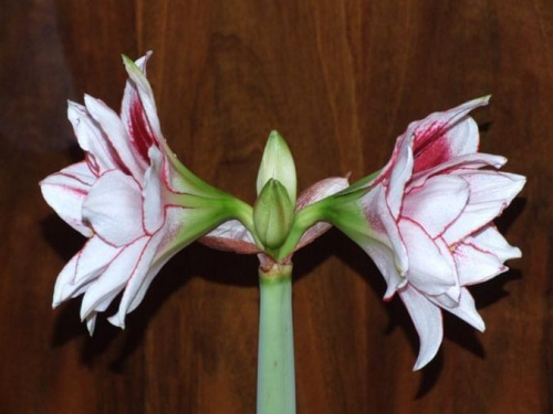 odmiana 'Elvas' - 18 stycznia 2009 #Hippeastrum #Elvas #hydroponika #amarylis