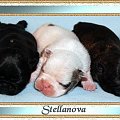 buldog francuski stellanova , french bulldog stellanova #BuldogFrancuski #buldog #buldogi #stellanova