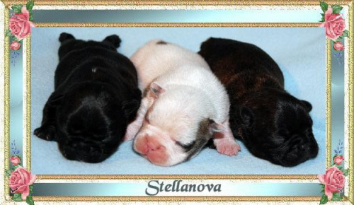 buldog francuski stellanova , french bulldog stellanova #BuldogFrancuski #buldog #buldogi #stellanova