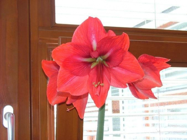 odmiana 'Hercules' - 7 maja 2008 #amarylis #Hercules #Hippeastrum #hydroponika