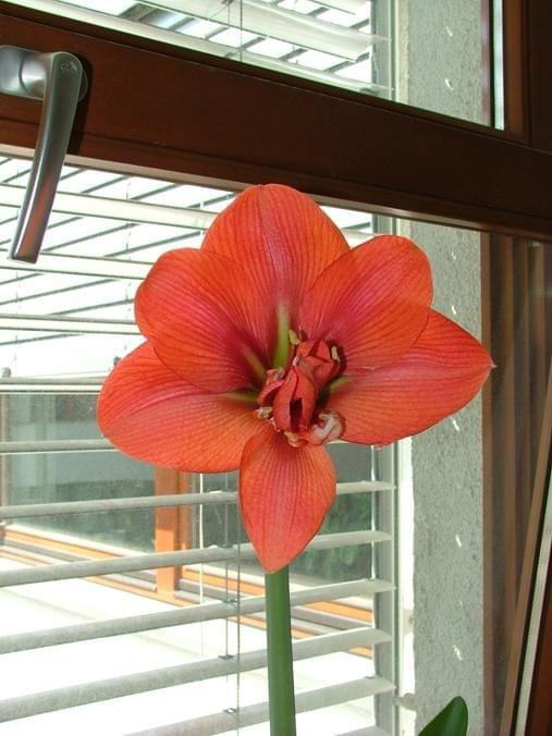 'Lady Hercules' - 27 kwietnia 2007 (własny hybryd 'Lady Jane' x 'Hercules') #amarylis #Hercules #Hippeastrum #hydroponika #LadyJane