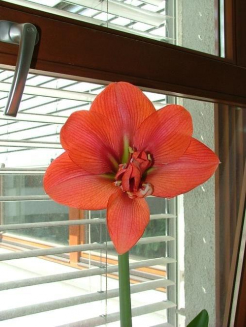 'Lady Hercules' - 27 kwietnia 2007 (własny hybryd 'Lady Jane' x 'Hercules') #amarylis #Hercules #Hippeastrum #hydroponika #LadyJane