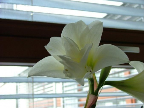 odmiana 'Jewel' - 25 marca 2008 #amarylis #Hippeastrum #hydroponika #Jewel