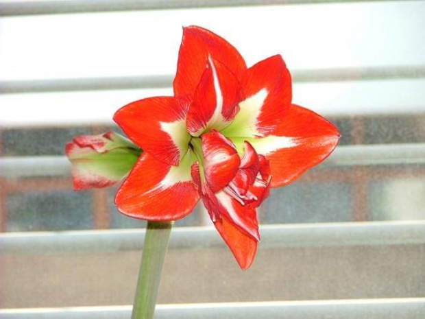 odmiana 'Pasadena' - 27 marca 2008 #amarylis #Hippeastrum #hydroponika #Pasadena