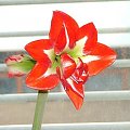 odmiana 'Pasadena' - 27 marca 2008 #amarylis #Hippeastrum #hydroponika #Pasadena