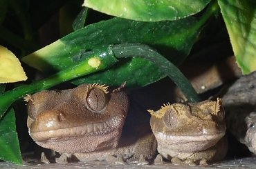 #RhacodactylusCiliatus #GekonOrzęsiony #CrestedGecko