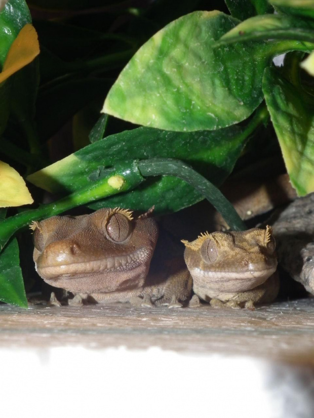 #RhacodactylusCiliatus #GekonOrzęsiony #CrestedGecko