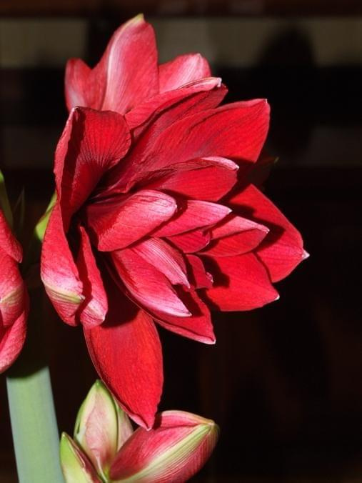 odmiana 'Double Dragon' - 26 stycznia 2009 #amarylis #DoubleDragon #Hippeastrum #hydroponika