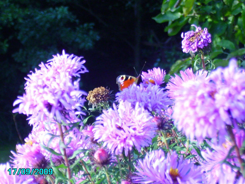 #lato #kwiaty #motyle
