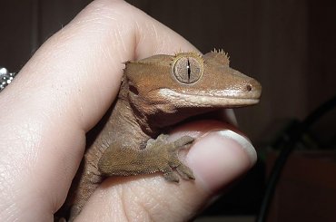 #RhacodactylusCiliatus #CrestedGecko #GekonOrzęsiony