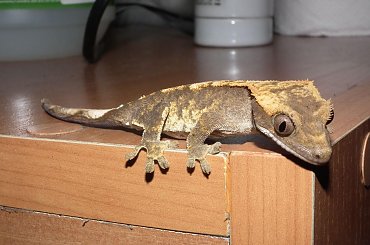 #RhacodactylusCiliatus #CrestedGecko #GekonOrzęsiony