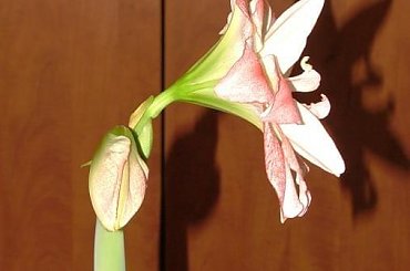 odmiana 'Aphrodite' - 3 lutego 2009 #amarylis #Aphrodite #Hippeastrum #hydroponika