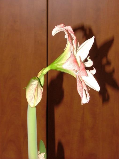 odmiana 'Aphrodite' - 3 lutego 2009 #amarylis #Aphrodite #Hippeastrum #hydroponika