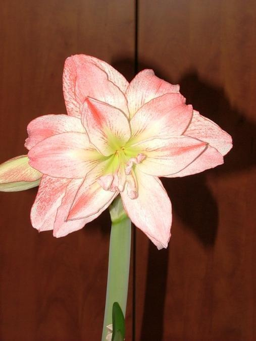 odmiana 'Aphrodite' - 3 lutego 2009 #amarylis #Aphrodite #Hippeastrum #hydroponika