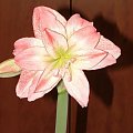 odmiana 'Aphrodite' - 3 lutego 2009 #amarylis #Aphrodite #Hippeastrum #hydroponika