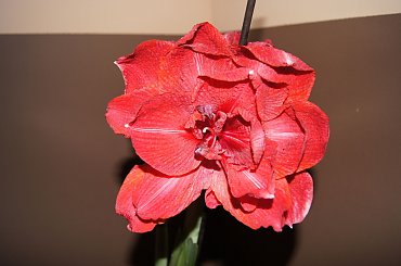 #hippeastrum #amarylis