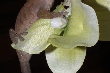 #RhacodactylusCiliatus