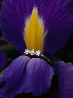 #roślina #kwiat #pierścionek